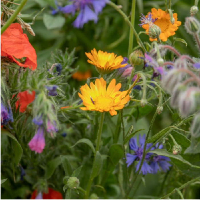 Nature's Haven Easy Wildflower 1.2kg Box